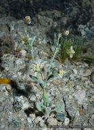 Image of spotted buckwheat