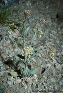 Image of spotted buckwheat