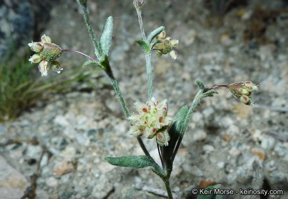 Image of spotted buckwheat