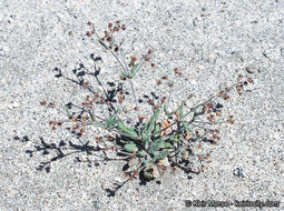 Image of spotted buckwheat