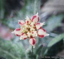 Image of spotted buckwheat