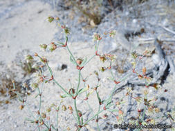 Image of spotted buckwheat