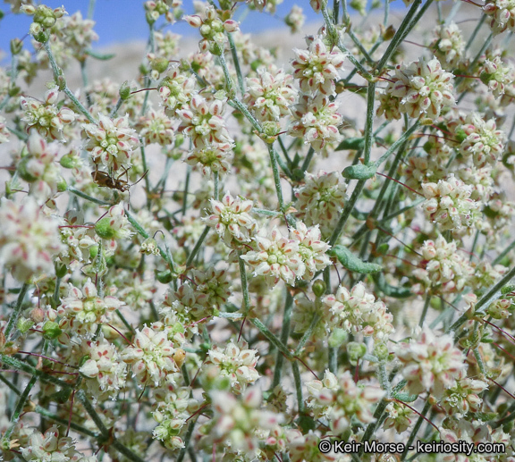 Image of spotted buckwheat