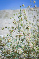 Image of spotted buckwheat