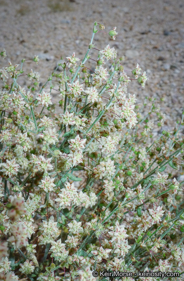 Image of spotted buckwheat