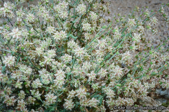 Image of spotted buckwheat