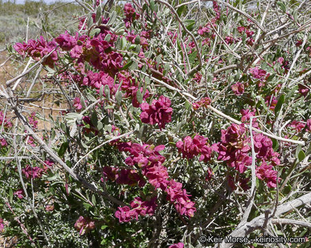 Plancia ëd Grayia spinosa (Hook.) Moq.