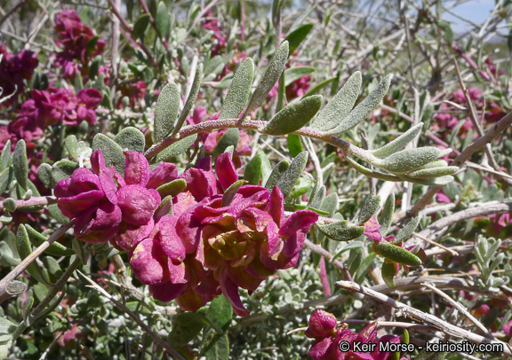 Plancia ëd Grayia spinosa (Hook.) Moq.