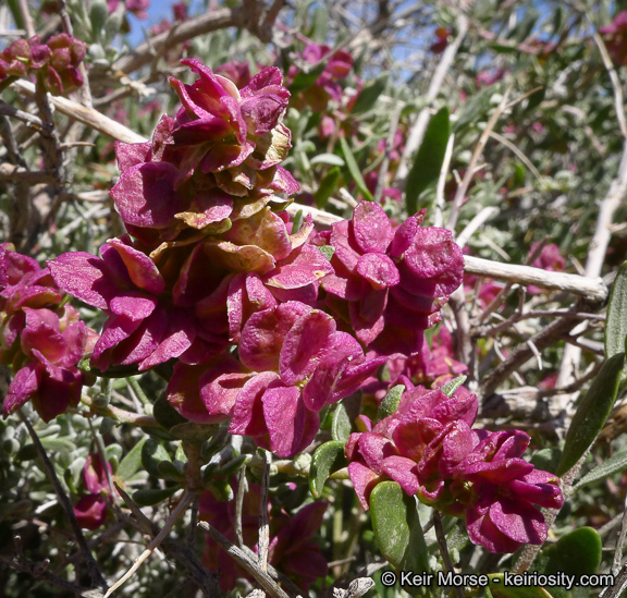 Plancia ëd Grayia spinosa (Hook.) Moq.