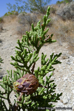 Imagem de Juniperus californica Carrière