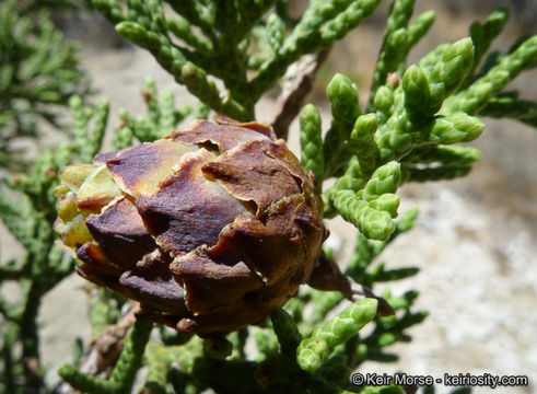 Image of California Juniper