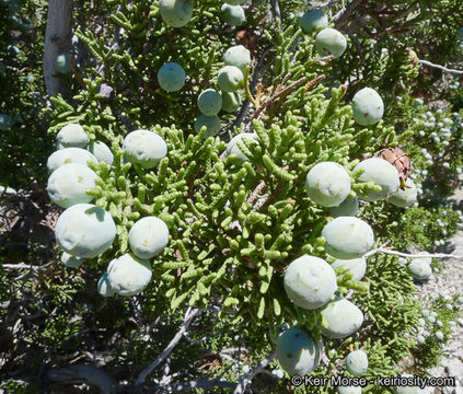 Imagem de Juniperus californica Carrière