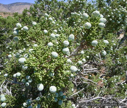 Imagem de Juniperus californica Carrière