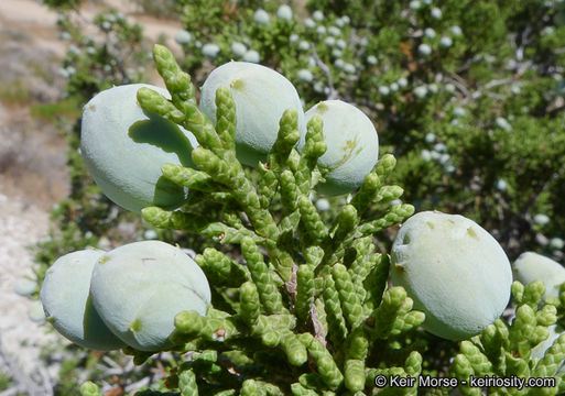 Sivun Juniperus californica Carrière kuva