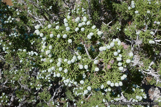 Imagem de Juniperus californica Carrière