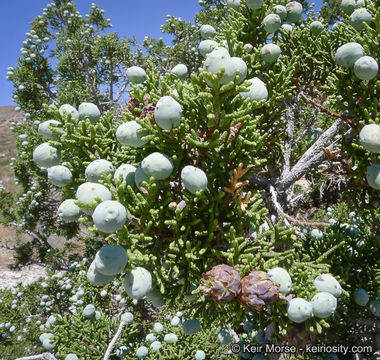 Imagem de Juniperus californica Carrière