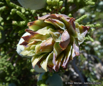 Imagem de Juniperus californica Carrière