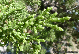 Sivun Juniperus californica Carrière kuva