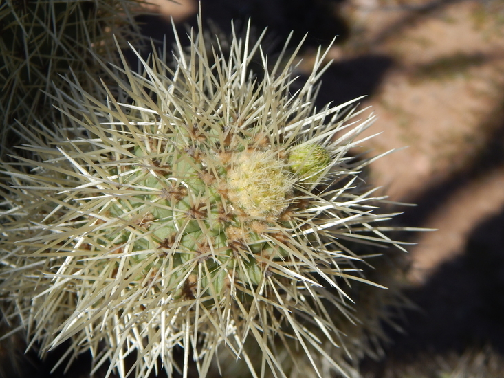 Image of <i>Cylindropuntia <i>bigelovii</i></i> var. bigelovii