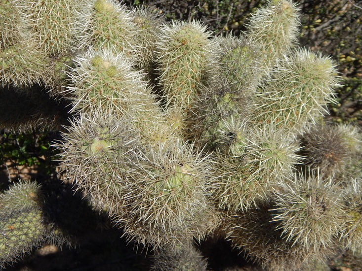 Image of <i>Cylindropuntia <i>bigelovii</i></i> var. bigelovii