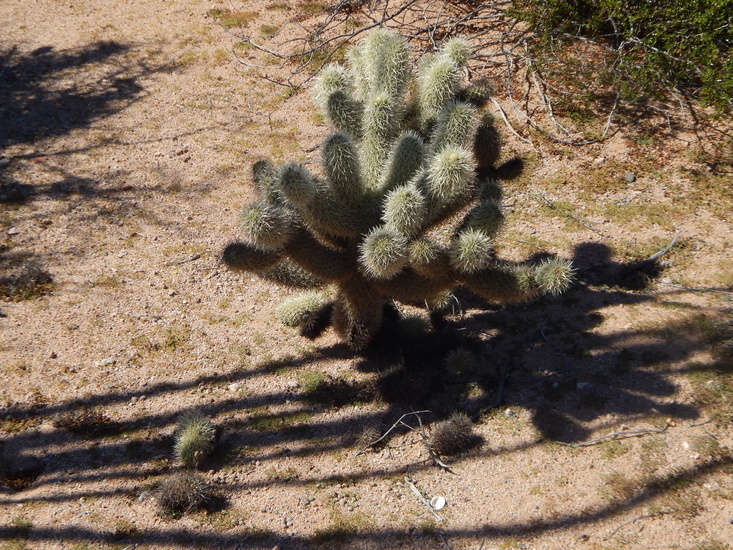 Image of <i>Cylindropuntia <i>bigelovii</i></i> var. bigelovii