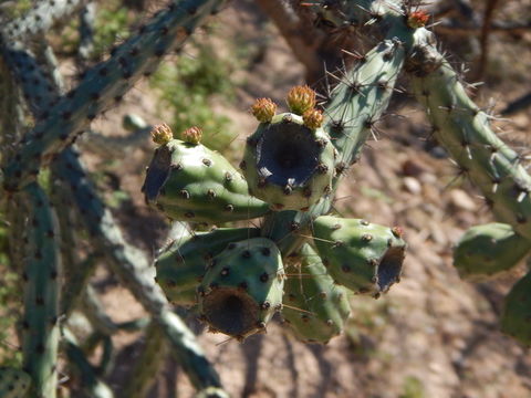 Image of Stag-horn Cholla