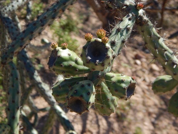 Imagem de Cylindropuntia versicolor (Engelm. ex J. M. Coult.) F. M. Knuth