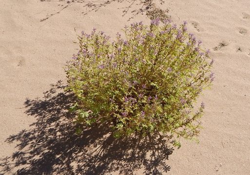 Image of Arizona lupine