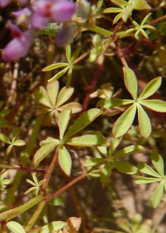 Imagem de Lupinus arizonicus (S. Watson) S. Watson