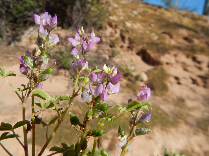 Imagem de Lupinus arizonicus (S. Watson) S. Watson