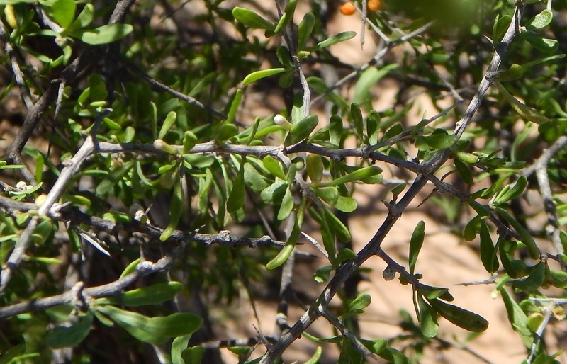 Image of Fremont's desert-thorn