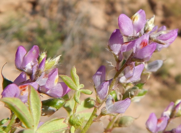 Imagem de Lupinus arizonicus (S. Watson) S. Watson