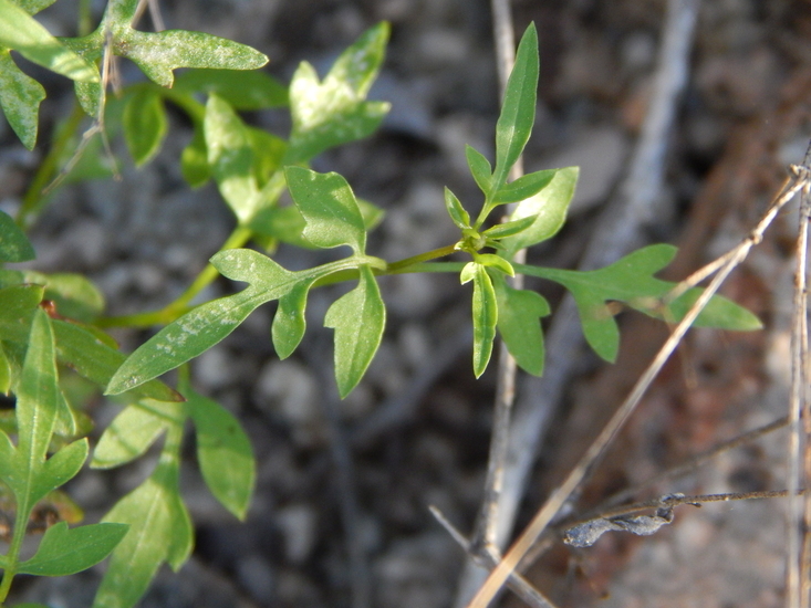 Image of Coreocarpus parthenioides Benth.