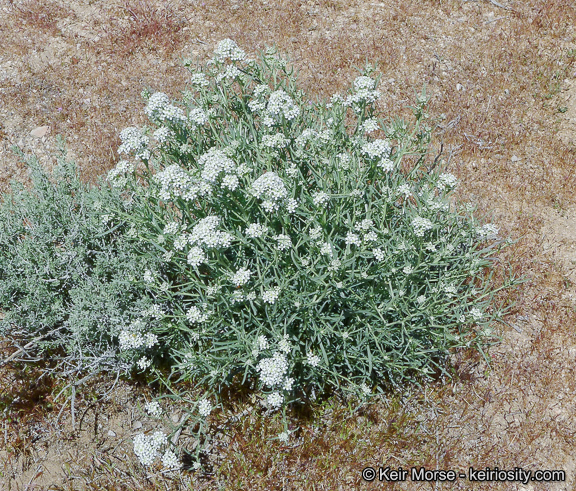 Image de Lepidium fremontii S. Watson