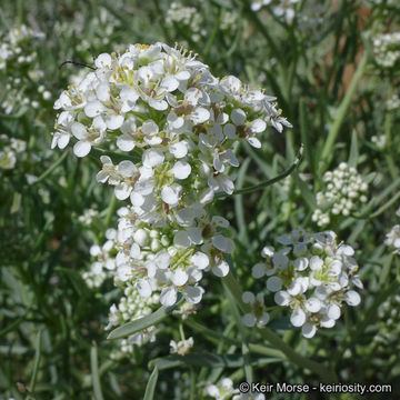 Image de Lepidium fremontii S. Watson