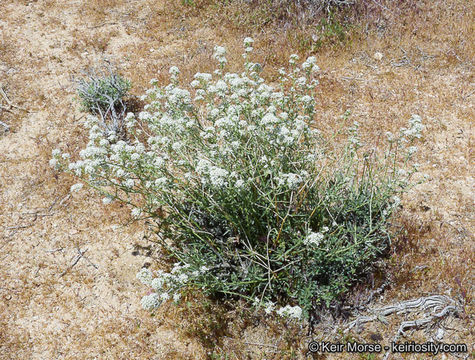 Image of desert pepperweed