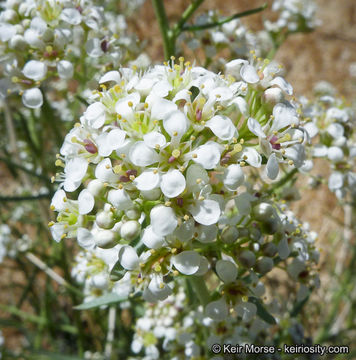 Image of desert pepperweed