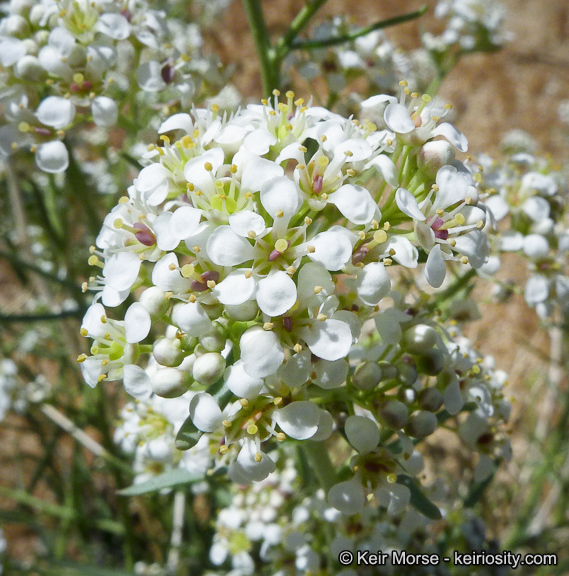 Image de Lepidium fremontii S. Watson