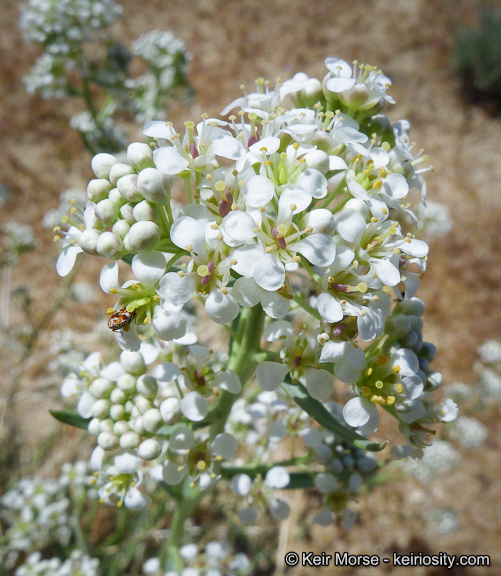 Image de Lepidium fremontii S. Watson