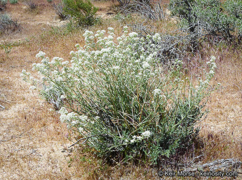 Image of desert pepperweed