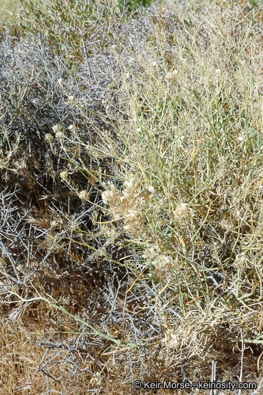 Image of desert pepperweed