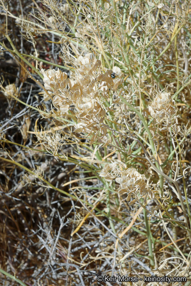 Image of desert pepperweed