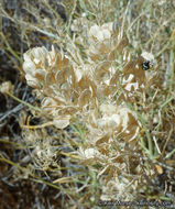 Image of desert pepperweed