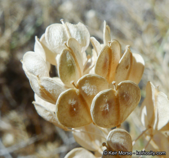 Image of desert pepperweed