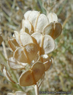 Image of desert pepperweed