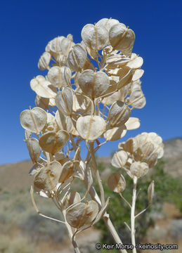 Image of desert pepperweed