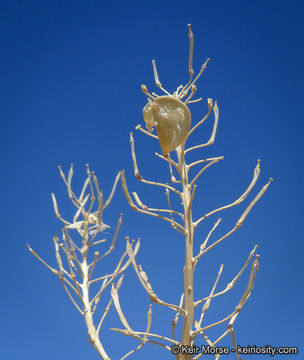 Image of desert pepperweed