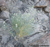 Sivun Lepidium fremontii S. Watson kuva