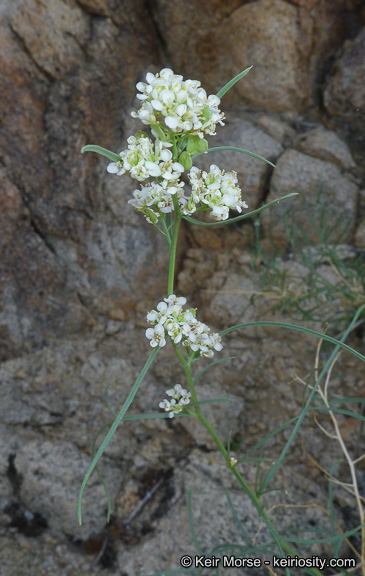 Sivun Lepidium fremontii S. Watson kuva