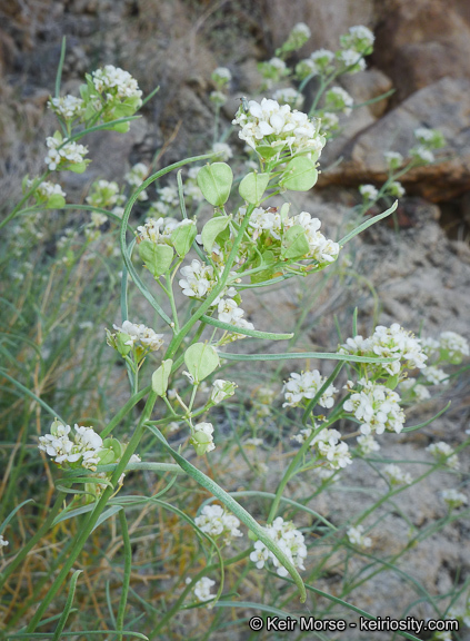 Sivun Lepidium fremontii S. Watson kuva